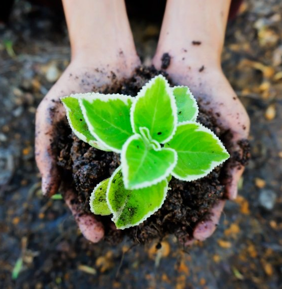 Small plant in a child's hands. 