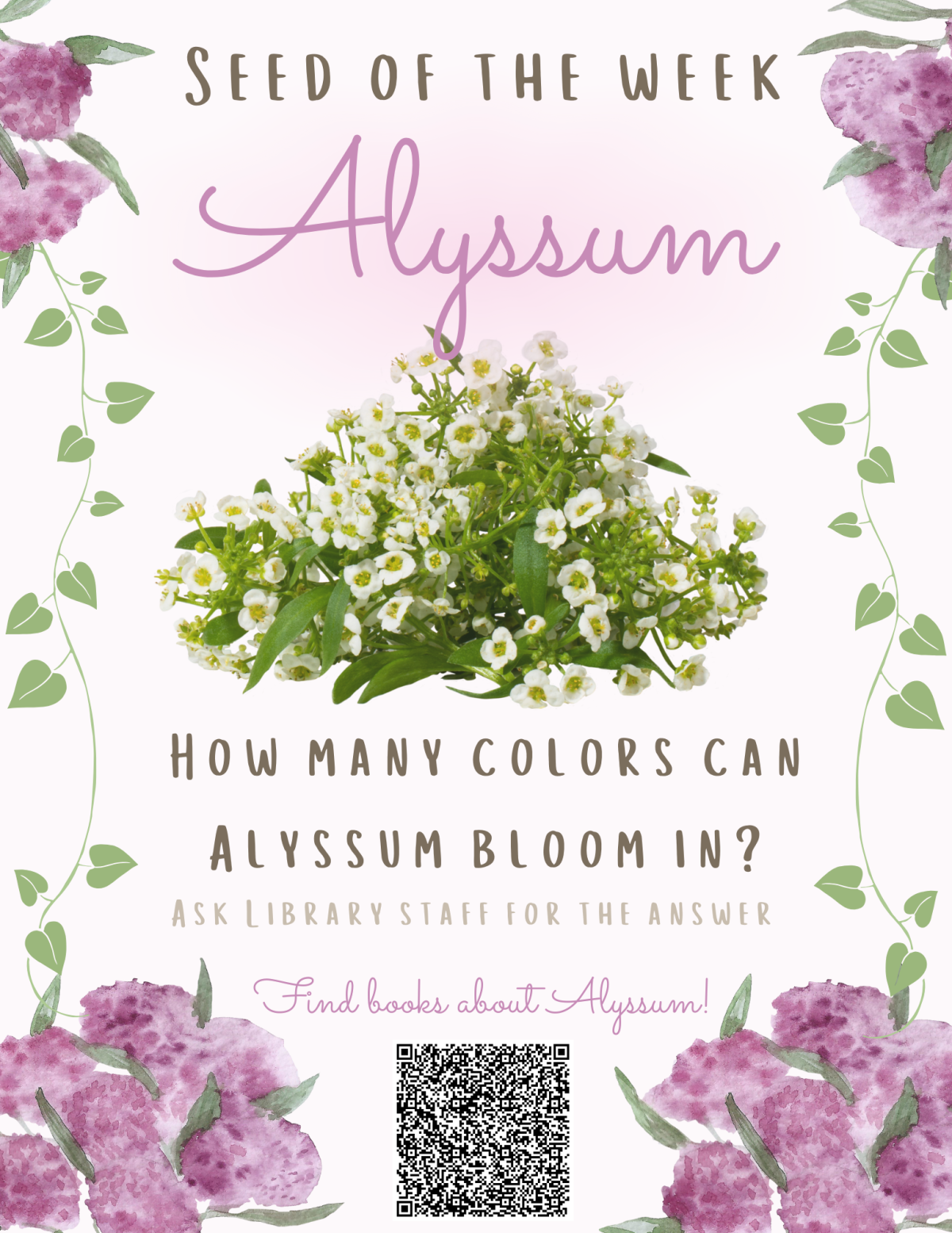 Seed of the Week: Alyssum